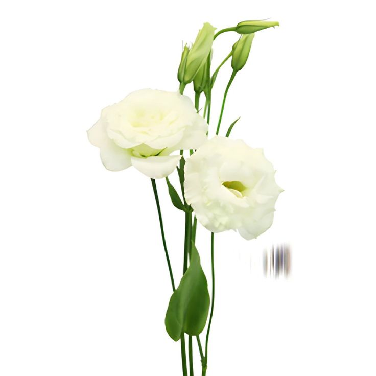 Lisianthus Blancos